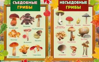 Как правильно и вкусно приготовить грибы в домашних условиях